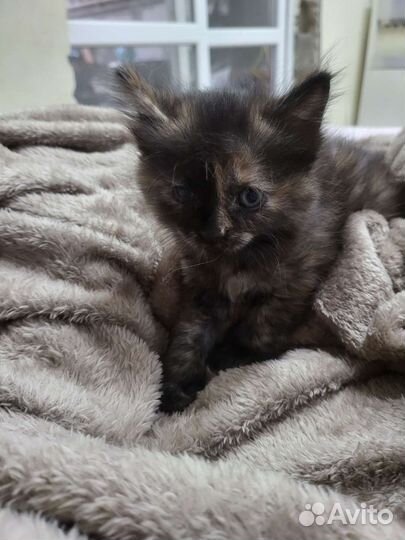 Кошка для преданного