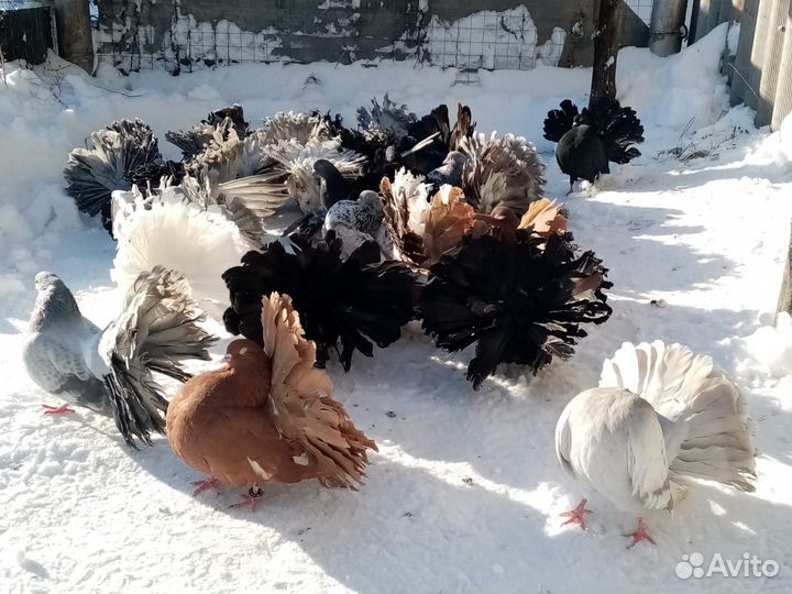 Голуби павлины