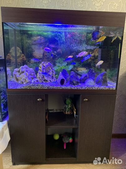 Аквариум
