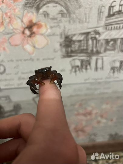 Краб мангровый