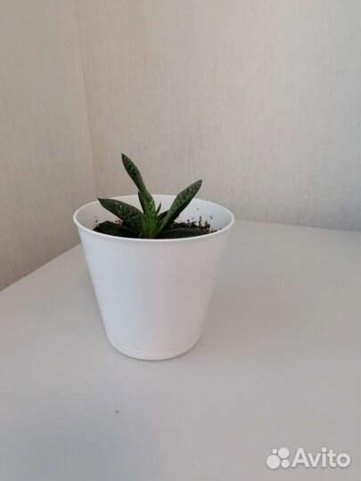 Комнатные растения