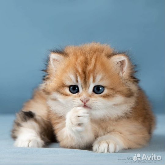 Котята золотые британские длинношерстные шиншиллы