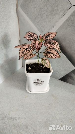 Комнатные растения, цветы, кактусы