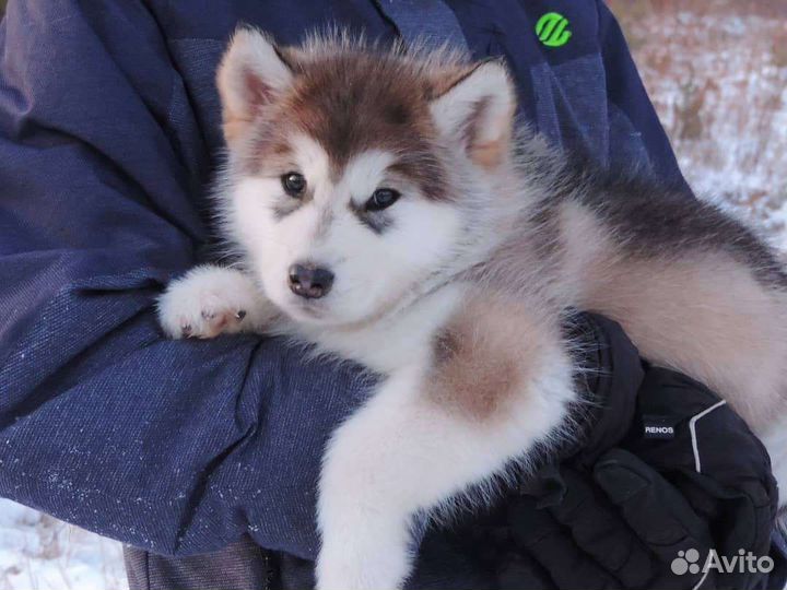 Аляскинский маламут