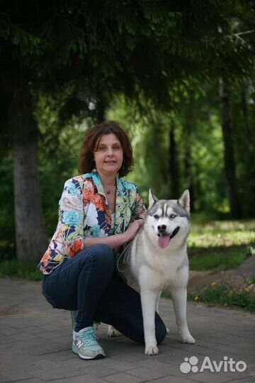 Собаки для фотосессии (хаски, Берн, шпиц,овчарка)