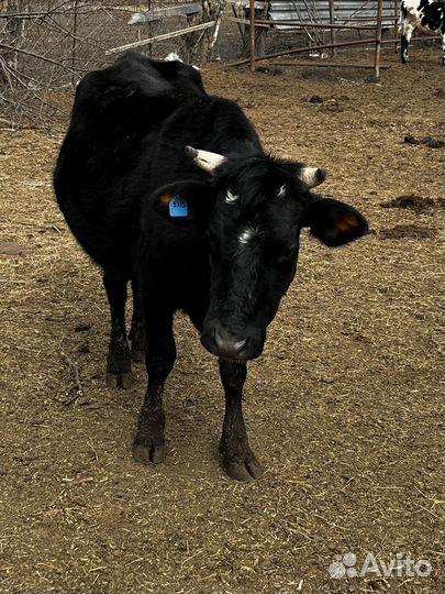 Коровы и телки