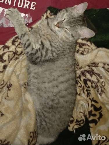 Отдам кота в добрые руки
