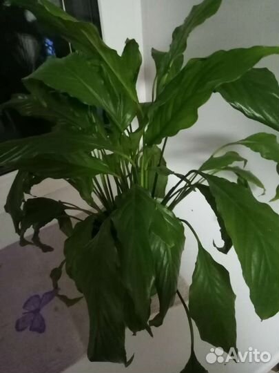 Спатифиллум