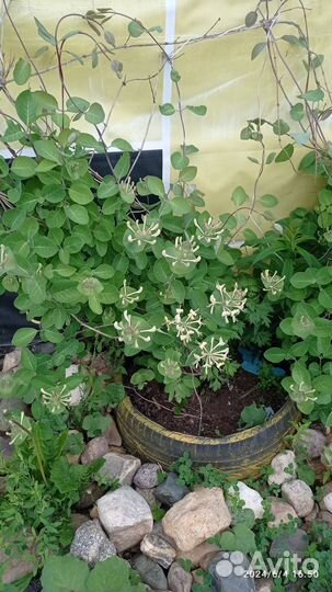 Жимолость каприфоль вариегатная