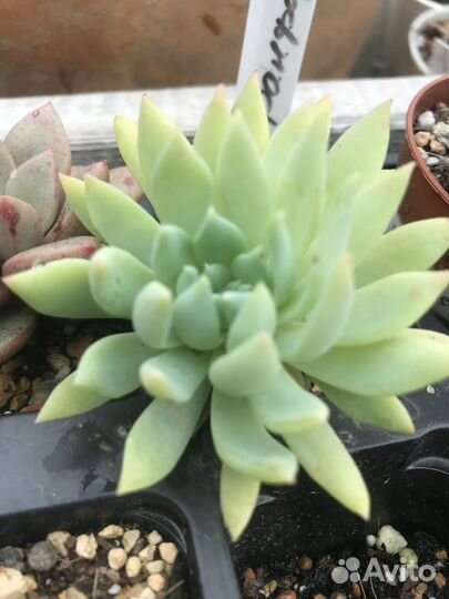 Суккуленты 1. Пересылка почтой