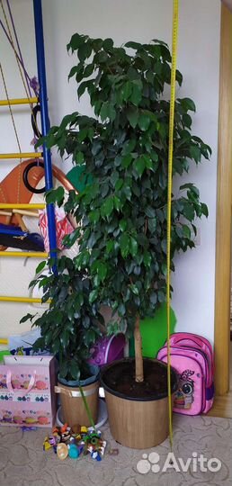 Фикусы бенжамина