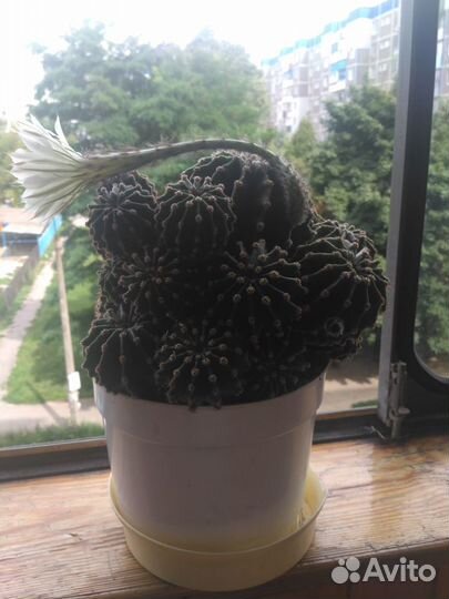 Кактус цветущий с детками