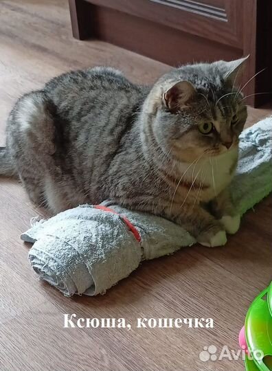 Котик и кошечка в добрые руки