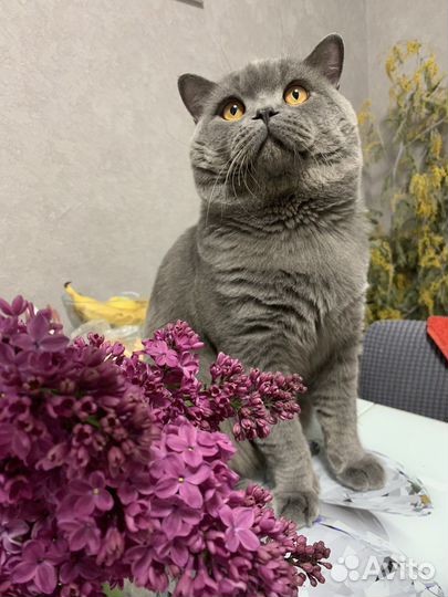 Британский кот для вязки