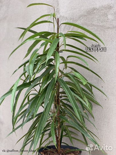 Фикус Биннендийка Али