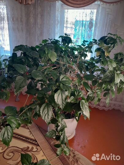 Гибискус китайская роза