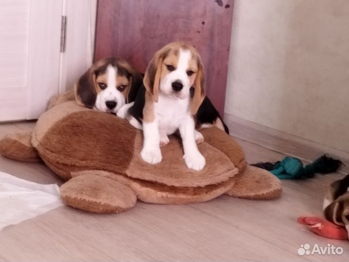 Щенки Бигль РКФ