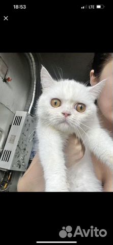 Кошка породы Экзот объявление продам