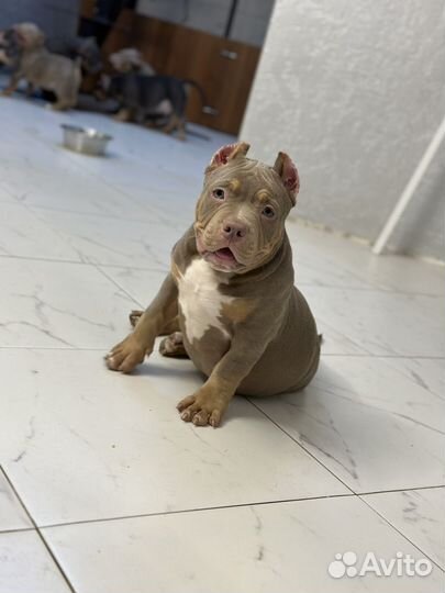 Американский булли