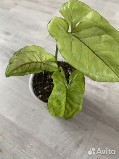 Сингониум Орм Мани