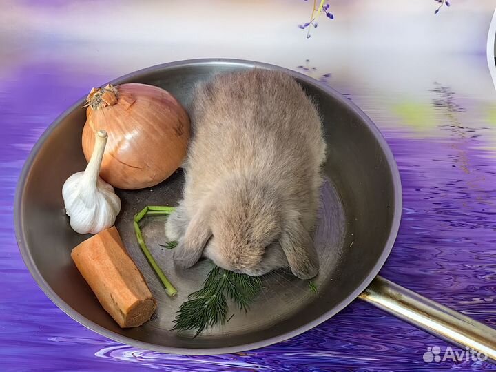 Декоративный, карликовый кролик минилоп, малыши