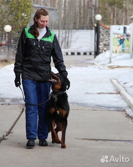 Передержка и дрессировка собак
