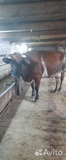 Корова дойная