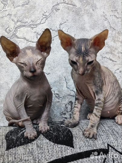 Донской сфинкс