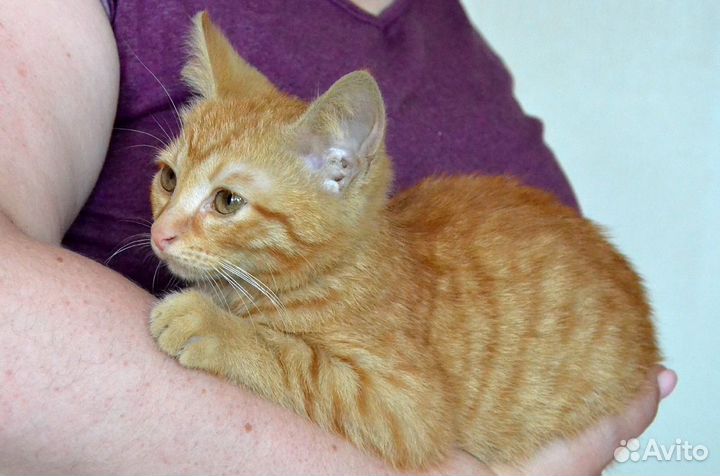 Рыжий котенок пухляшик ищет дом в дар