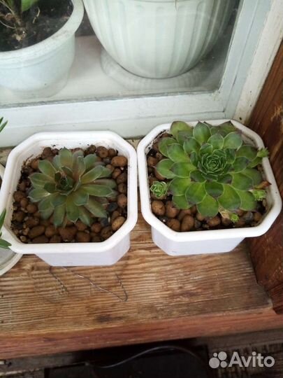 Суккуленты