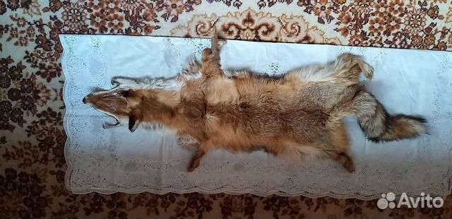 Шкура лисы