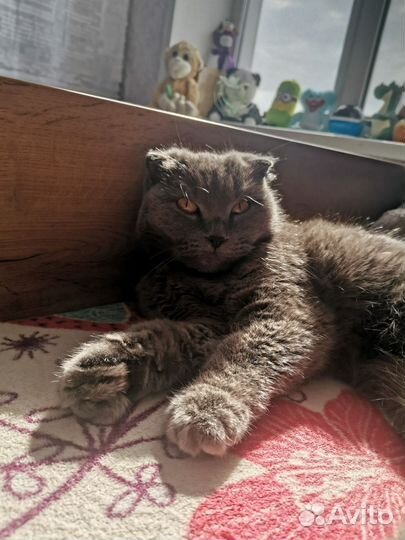 Британская кошка в дар