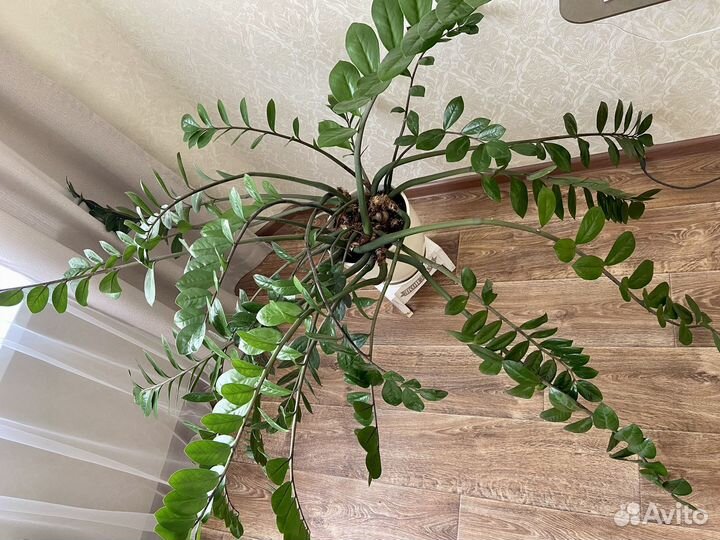 Замиокулькас