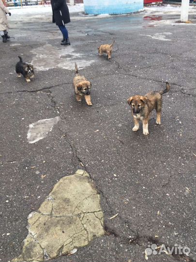 Щенки бесплатно