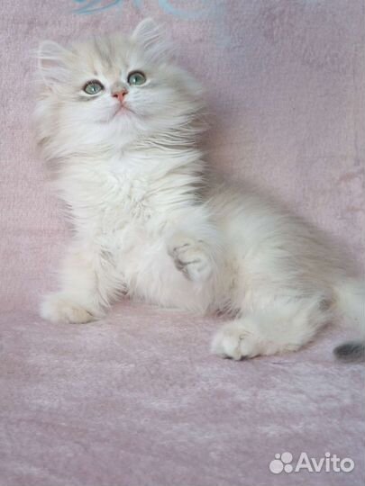 Длинношерстный мальчик, голубое золото