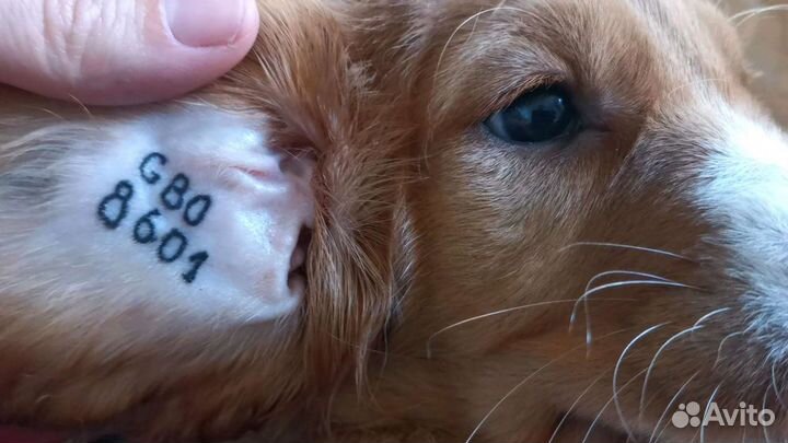 Клеймение щенков