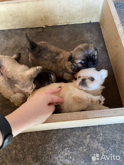 Щенки пекинеса