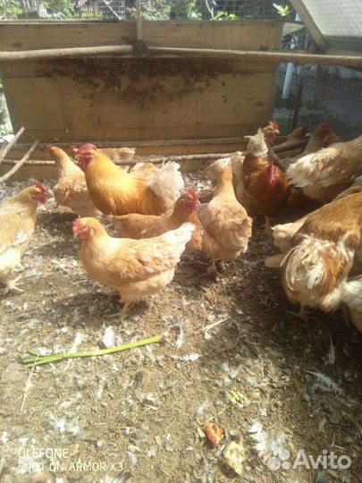 Мини - мясные палевые В-77