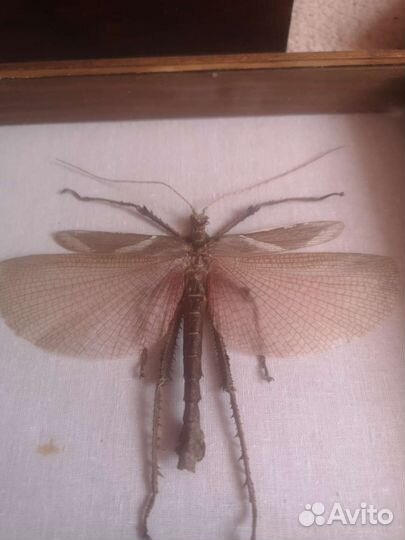 Палочник, жук