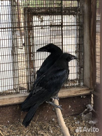 Птенцы Чёрного Ворона