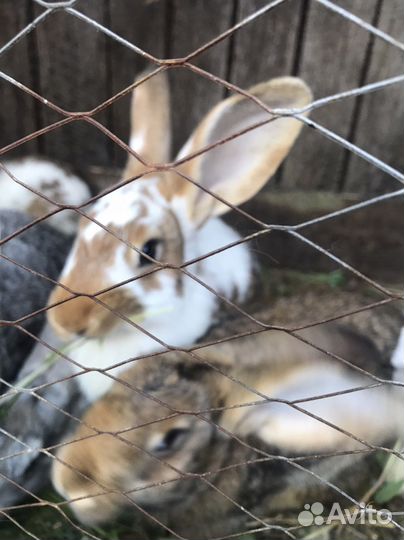 Кролики мясных пород