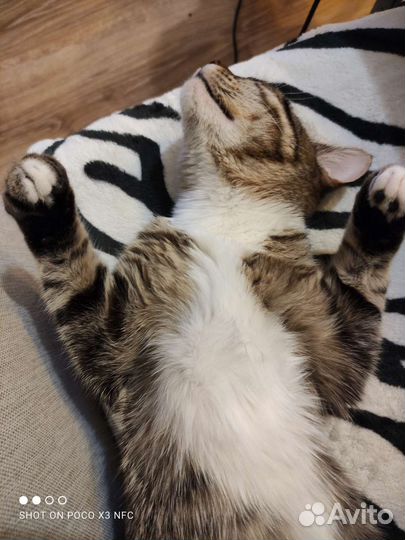 Кошка ждёт кота