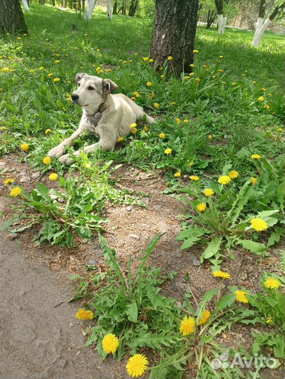 Девочка ищет дом