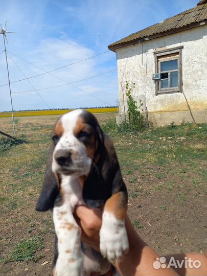 Бассет хаунд