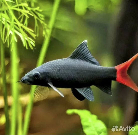 Аквариумные рыбки