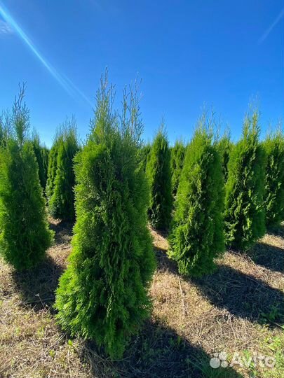 Туя Смарагд 80 см