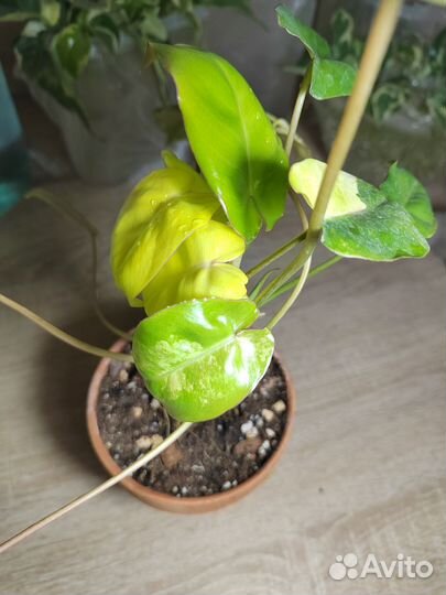 Филодендрон Бурле Маркс