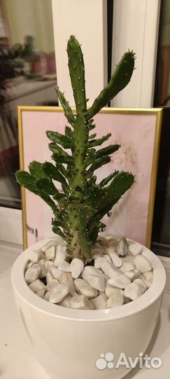 Опунция. Кактус. Комнатное растение. Отростки