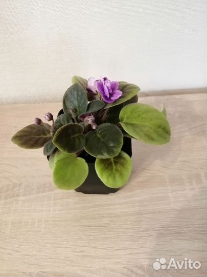 Фиалка в горшках