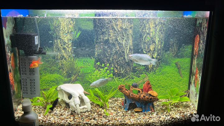 Аквариум с рыбками
